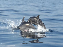 Appartamenti Tariba 77 Supetarska Draga (Isola Rab)